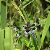 Eight spotted skimmer dragonfly