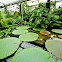Victoria Giant Waterlily