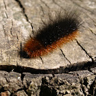 Woolly bear (caterpillar of the garden tiger moth)