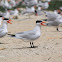 Caspian Tern