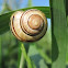 Banded Wood Snail