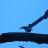 Oriental Pied Hornbill (female)