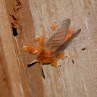 Orange Moth