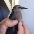 Boat-tailed Grackle (female)