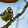 Eurasian Blue Tit