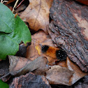 Woolly Bear Caterpillar