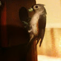 Tufted Titmouse