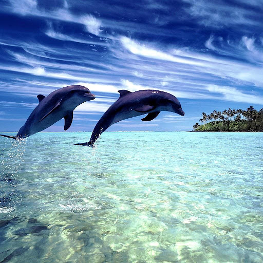 Wonderful Dolphins Water Touch