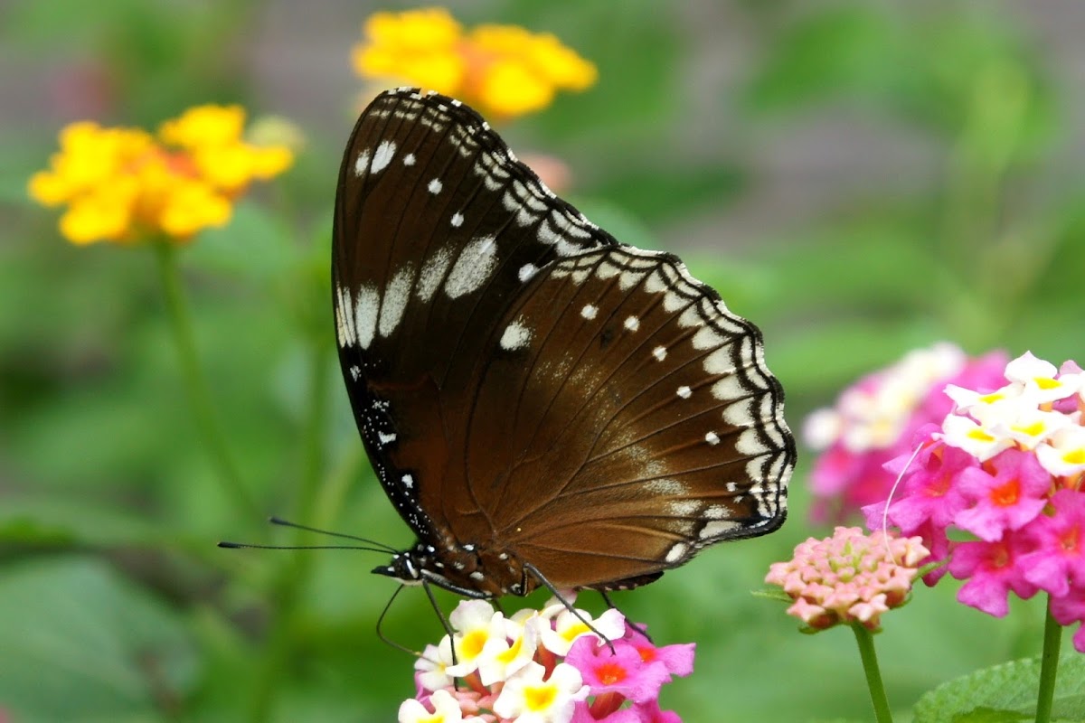 Great Eggfly or Common Eggfly ♀