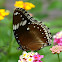Great Eggfly or Common Eggfly ♀