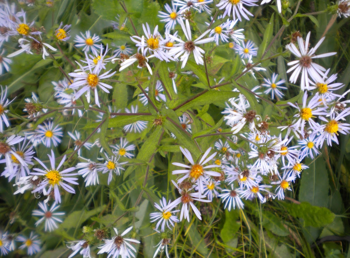 Crooked-stem aster