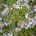 Crooked-stem aster