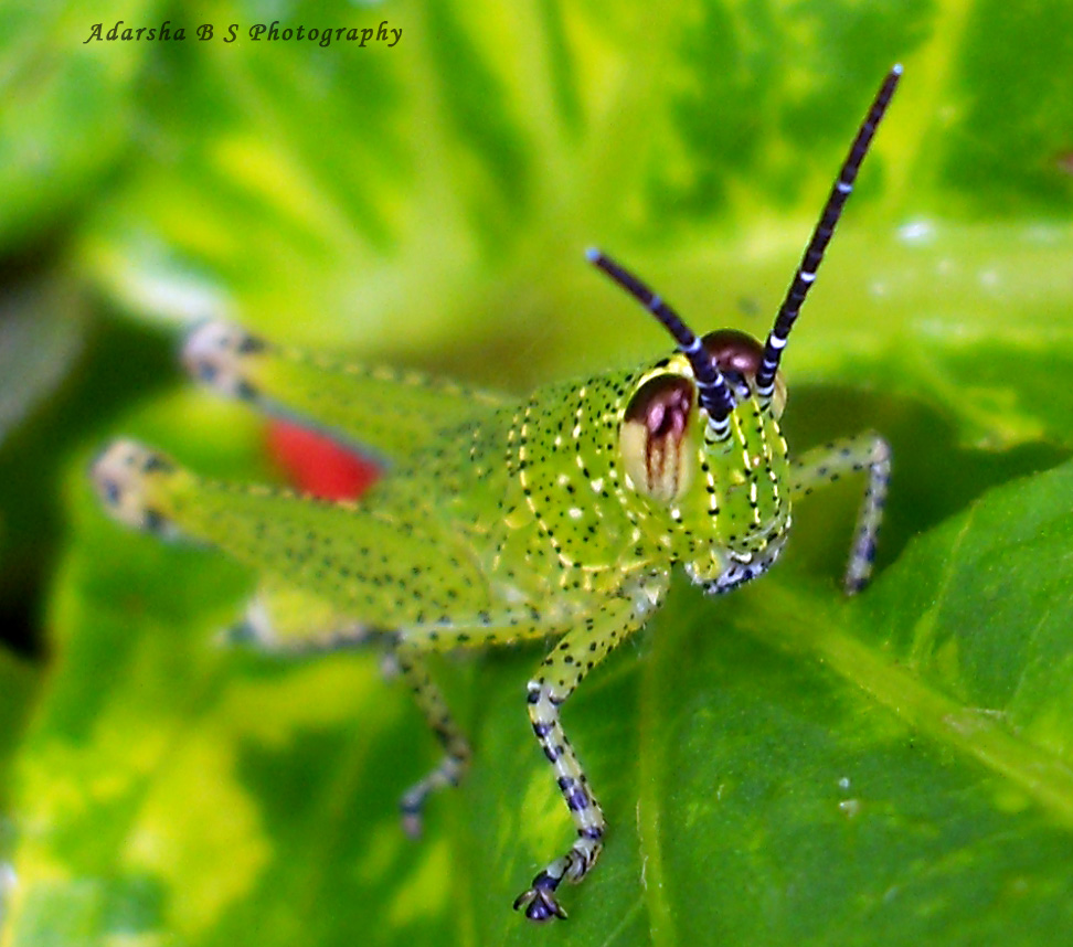 Hedge Grasshopper Nymph