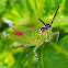 Hedge Grasshopper Nymph