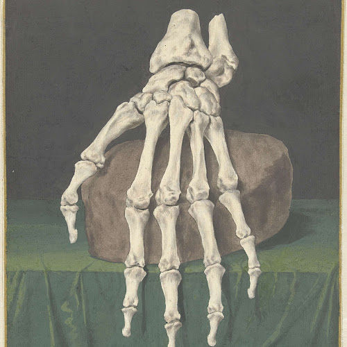 Skelet hand, Jan l'Admiral, 1709 - -