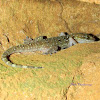 Termite-Hill Gecko