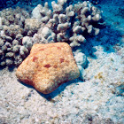 Pincushion Starfish