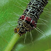 Grapevine moth caterpillar