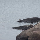 Spotted Sandpiper