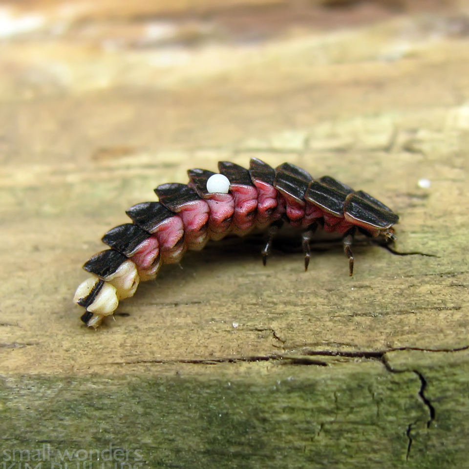Black Firefly larva