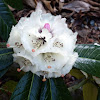 Big Leaf Rhododendron