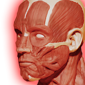 Muscular System 3D (anatomy)