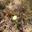 Daisy Fleabane