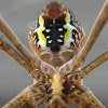 St. Andrew’s Cross Spider (female)