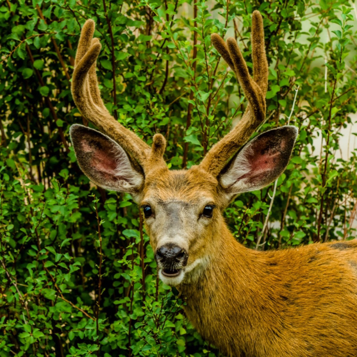 Mule Deer