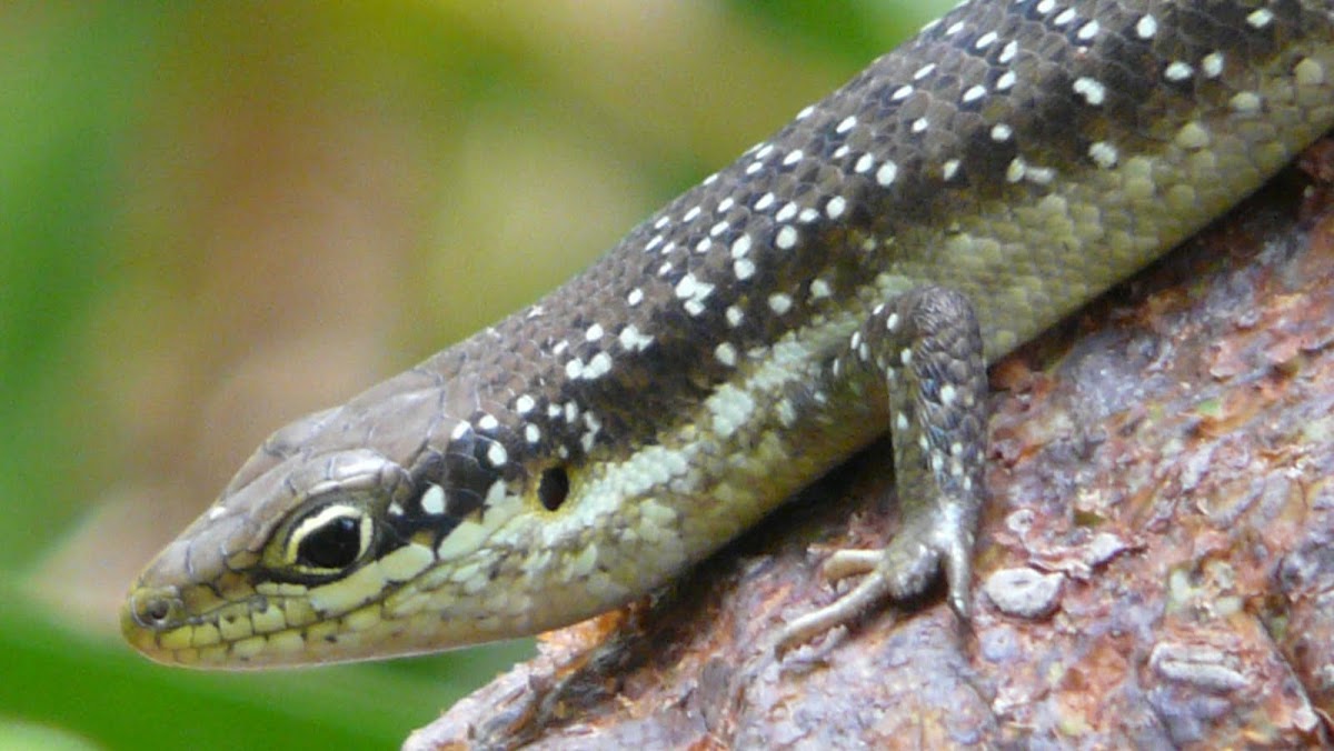 Speckle lipped skink
