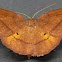 Yellow-washed Metarranthis Moth