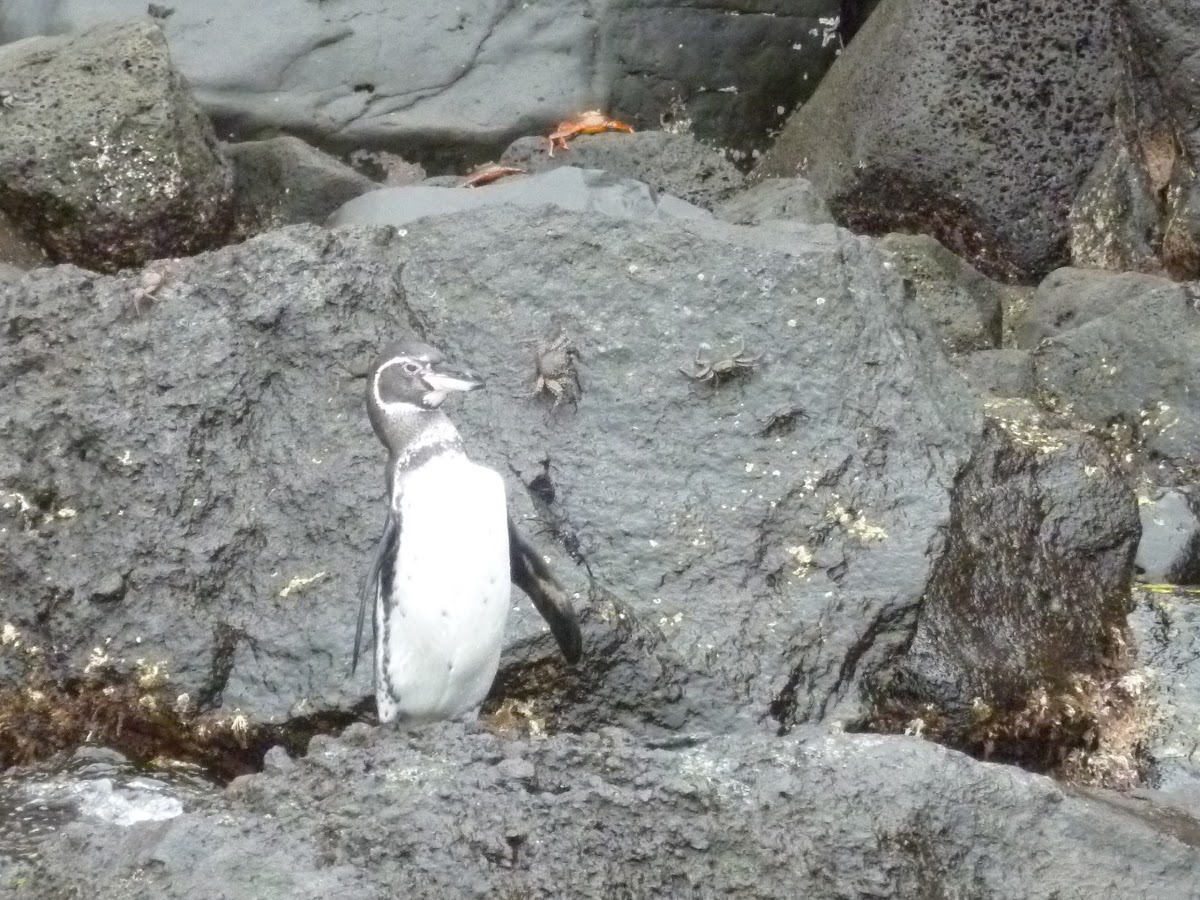 Galapagos Penguin