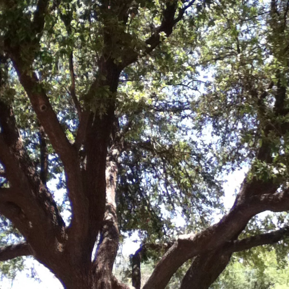 Texas live oak