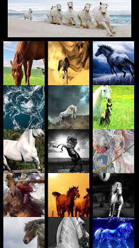 This is Horse Wallpaper