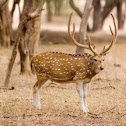 Spotted deer