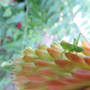 Scudder's Bush Katydid (nymph)