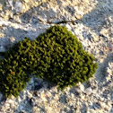 Moss