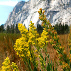 California goldenrod