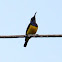 yellow-breasted sunbird (male)