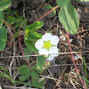 Wild Strawberry