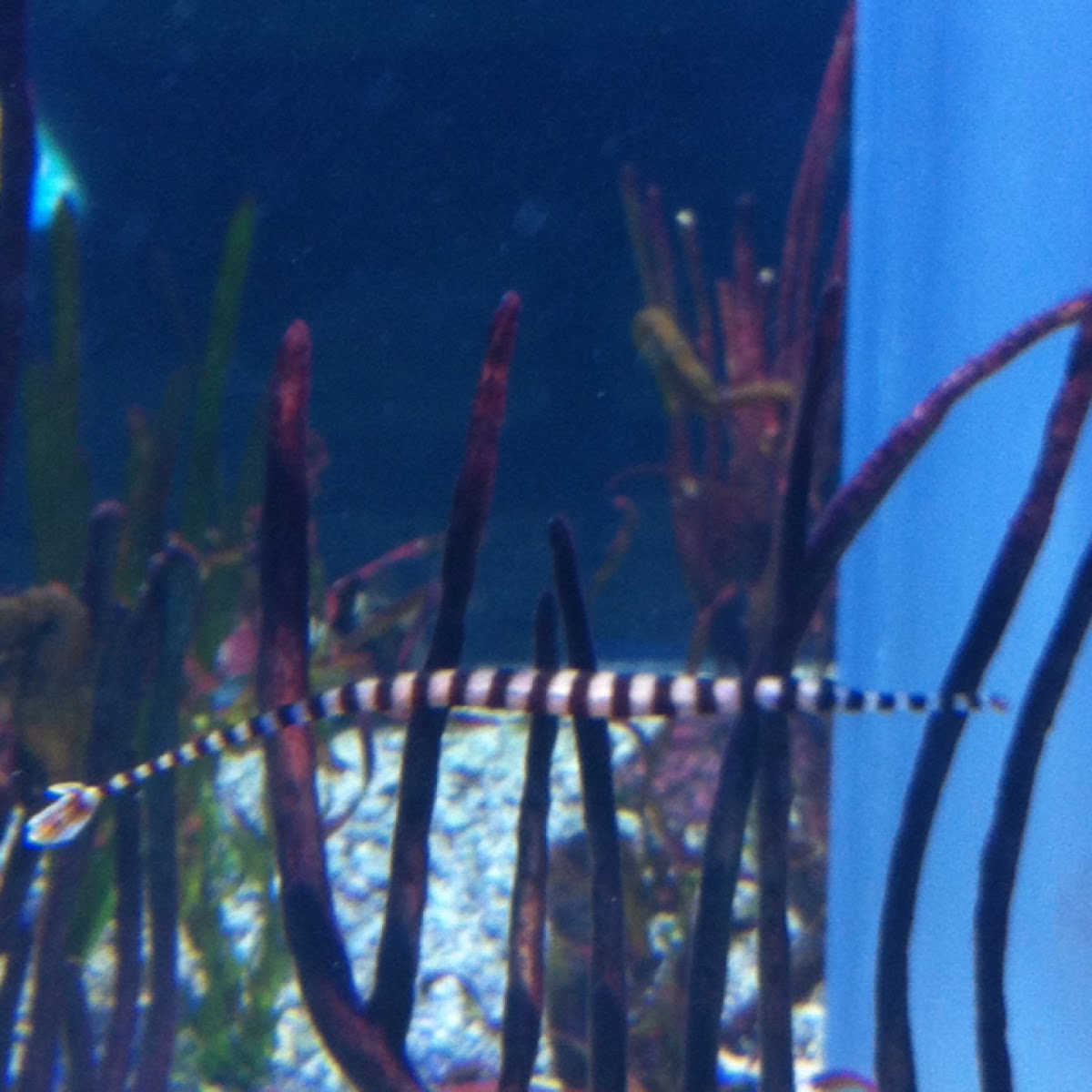 Banded pipefish
