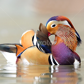 Colors by Stefano Ronchi - Animals Other