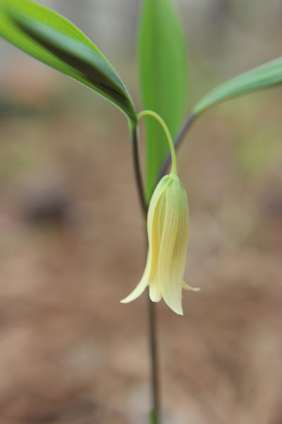 Sessile Bellwort | Project Noah