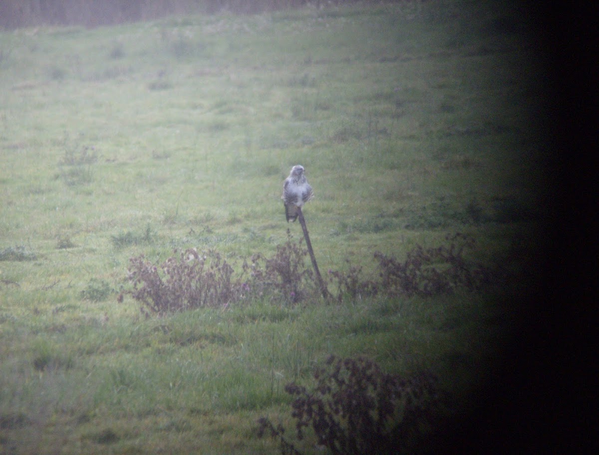 Rough-legged Hawk