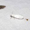 Bogus Yucca Moth