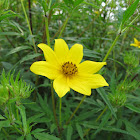 Showy Tickseed Sunflower
