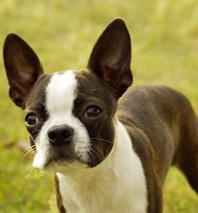 Dark Brown Boston Terrier