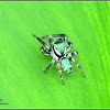Carrhotus Jumping Spider (Male)