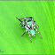 Carrhotus Jumping Spider (Male)