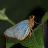 Agava Skipper